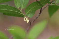Diospyros cordifolia